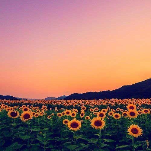 امیل روسه و آنیل اوزگن گوزلرینه بن سسینه قوربانیم قوربان